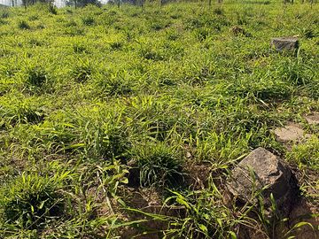 Grass and earth pitches