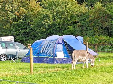 Tent with donkey