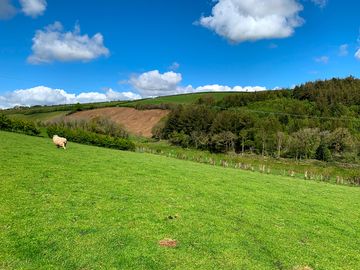 Sheep grazing close by (added by manager 26 may 2021)