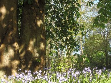 Bluebells in the woodlands (added by manager 26 may 2021)