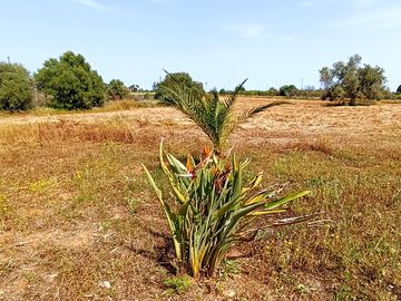 Hay and aloe vera (added by manager 12 may 2023)