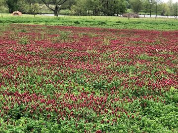 Flowers on site