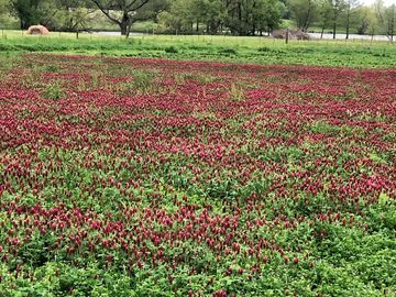 Flowers on site (added by manager 06 oct 2021)