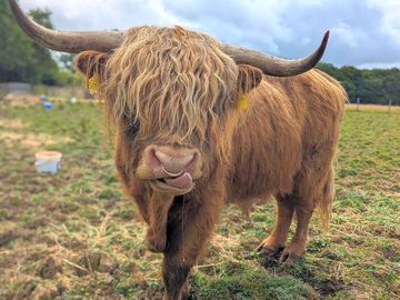Highland cattle a short walk away
