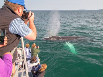 Lots of whales to spot along the coast (added by manager 02 may 2018)