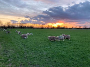 Sheep graze in the surrounding fields