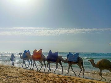Camels on the beach (added by manager 14 dec 2022)