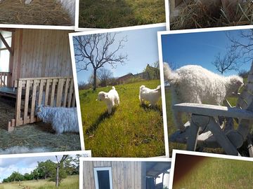 Nos chèvres angora