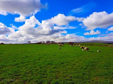 Sheep grazing at the site (added by manager 14 apr 2023)