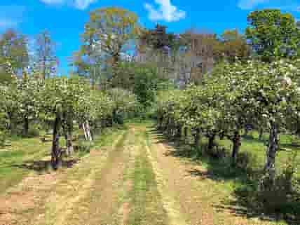 Wander in the fruit orchards
