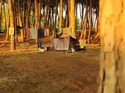 Spacious tent pitches in the pine grove