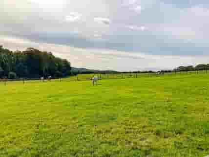 View from the pitches across the farm, with horses in the far paddock