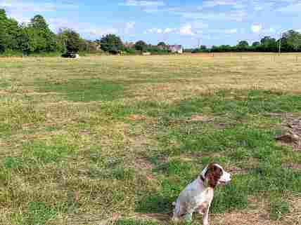 Hetty the spaniel inspecting the camping field