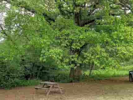 Pitch between an old oak tree and the stream
