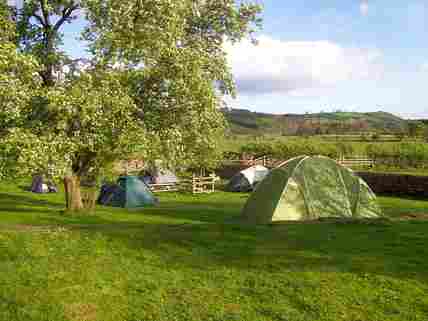 Grass tent pitches in the apple orchard