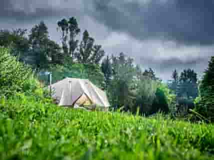Tent surrounded by greenery