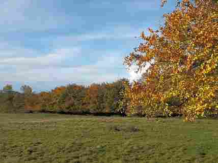 Field next door to a SSSI woodland