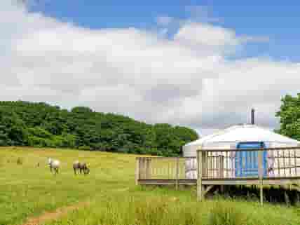 Yurt field with horses
