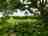 The Halfway Caravan and Camping Park: Lots of green