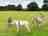 Knowle Donkey Sanctuary Certificated Location: Meet the residents (photo added by manager on 06/08/2024)