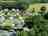 Lady's Mile Holiday Park: Spacious grass pitches with optional electric hook-ups
