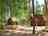 Nantclimbers Woodland Camping Huts: Squirrel and Rabbit Huts 