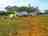 Westways Wildflowers: View of the campground