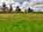 Moss Rose Campsite