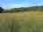Shropshire Hills Discovery Centre: Meadows