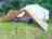 Woodhouse Farm: Large bell tent sleeping up to six people