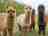 The Darling Woods Of May: Alpacas 