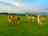 Calamazag Plant Nursery (foto toegevoegd door manager op 16-7-2025)