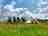 Moss Rose Campsite