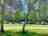 Woodlands Campsite: Pitches on site 