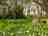 Ruberslaw Wild Woods Camping: Forest pitches (photo added by manager on 18/08/2022)