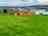 Woodend Caravan and Camping Park: Grassy pitches