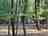 Barefoot Gee’s: Forest sites