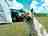 Hayle Rugby Club Campsite: Dog Friendly site
