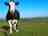 Barn Park Campsite: Part of the dairy herd (photo added by manager on 10/07/2016)