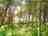 Kite View Farm: Woodland tree tent pitch