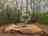 Domaine du Bois Davy: Geodesic dome and decking