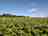 Ashminton Farm: Pitches in Herefordshire