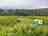 Purple Eye Estate - Camp and Winery: Pitches 