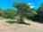 Pigsty Farm: Pitch next to an old oak tree