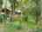 Wight Classic Camping: Private setting in lush woodland (photo added by manager on 03/07/2025)