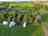 Glebe Leisure: Aerial view of site pitches