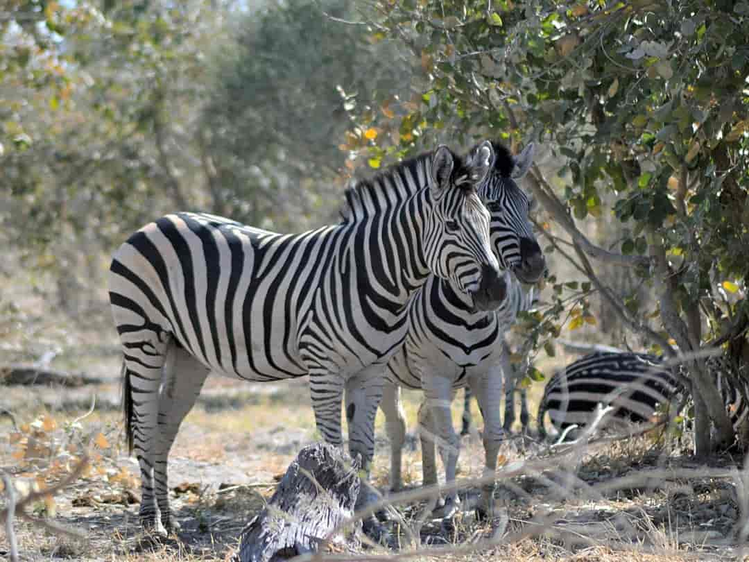 Mwandi View: Zebras are frequent visitors to the area