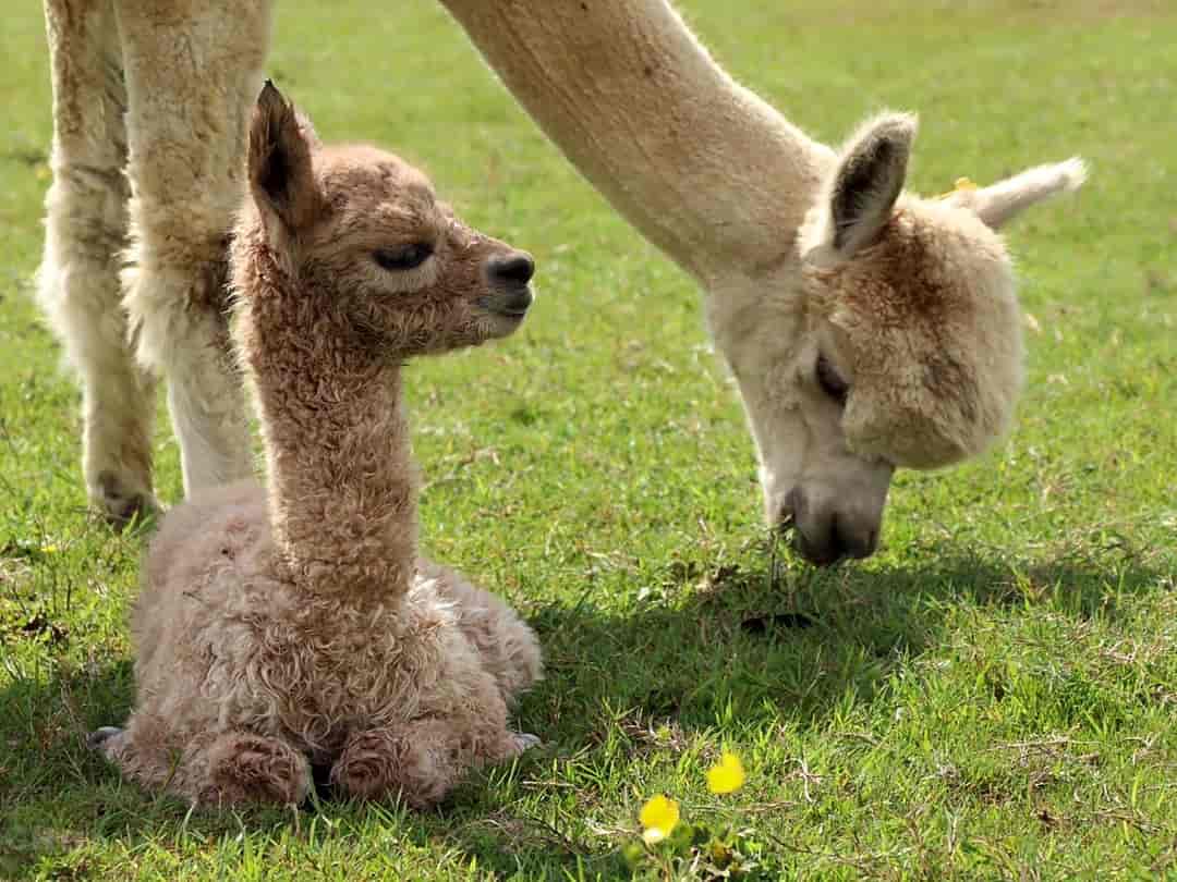 Lacock Alpaca Glamping: Cute animals