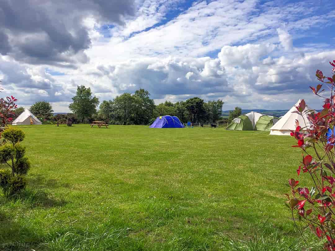 Bonnybridge Eco Camping and Glamping: Spacious tent pitches