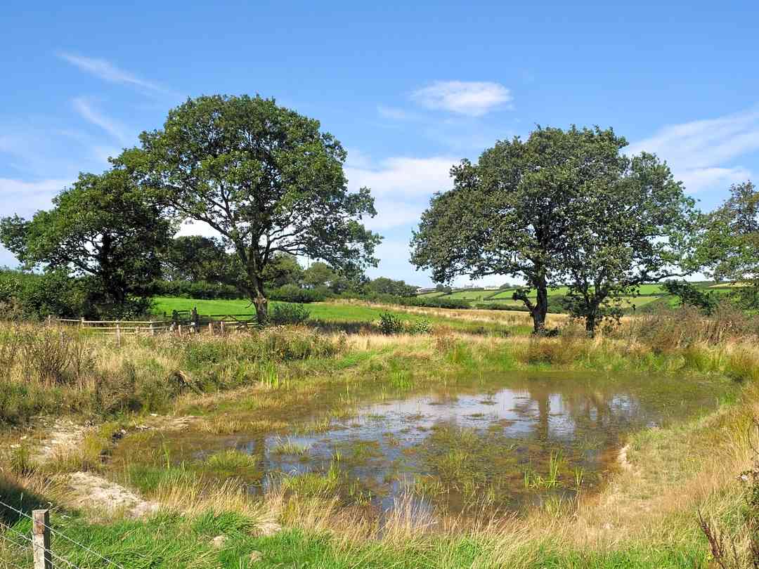 Milkmaid Meadow Campsite: Pond view from campsite